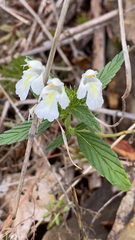 Galeopsis segetum