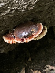 Ischnoderma resinosum