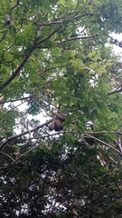 Cedrela salvadorensis