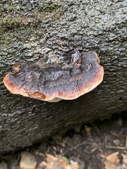Ischnoderma resinosum