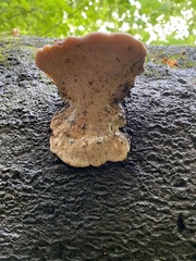 Ischnoderma resinosum