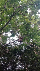 Cedrela salvadorensis