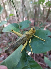 Tropidacris cristata