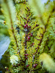 Arceuthobium pusillum