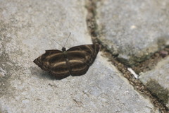 Neptis pseudovikasi