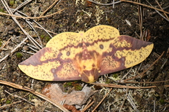 Eacles imperialis pini