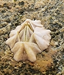 Balanomorpha
