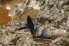 Lexias dirtea