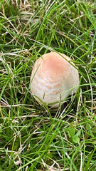 Agaricales