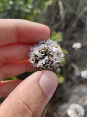 Armeria pseudarmeria