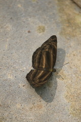 Neptis omeroda