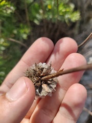 Armeria pseudarmeria