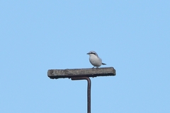 Lanius excubitor