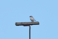Lanius excubitor