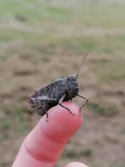 Trimerotropini