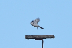 Lanius excubitor
