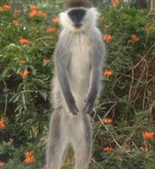 Chlorocebus aethiops