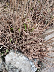 Armeria pseudarmeria