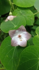 Polystemma guatemalense