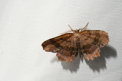 Cepphis armataria