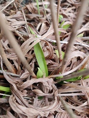Armeria pseudarmeria