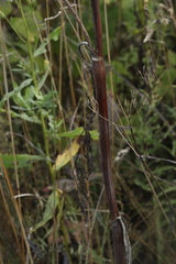 Chaerophyllum bulbosum