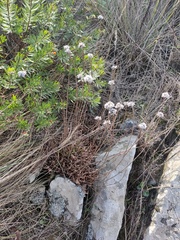 Armeria pseudarmeria