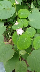 Polystemma guatemalense