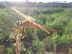 Crocothemis servilia mariannae