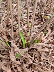 Armeria pseudarmeria