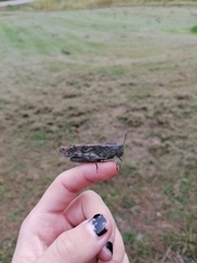 Trimerotropini