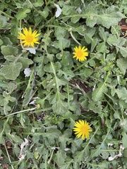 Arctotheca prostrata