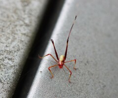 Polichne