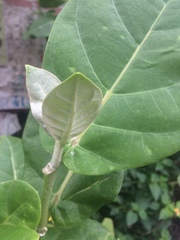 Calotropis