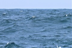 Calonectris leucomelas