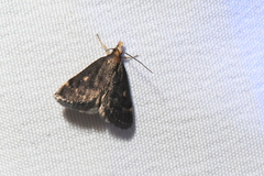 Loxostegopsis merrickalis