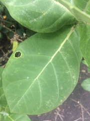 Calotropis