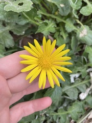 Arctotheca prostrata