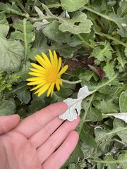 Arctotheca prostrata