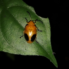 Oides palleata