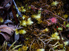 Aulacomnium palustre