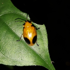 Oides palleata