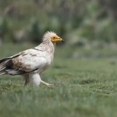 Neophron percnopterus