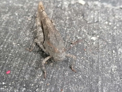 Trimerotropini