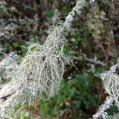 Ramalina farinacea