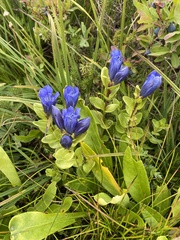 Gentiana calycosa
