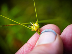 Carex oligosperma