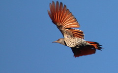 Colaptes auratus cafer