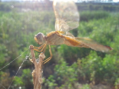 Crocothemis servilia mariannae