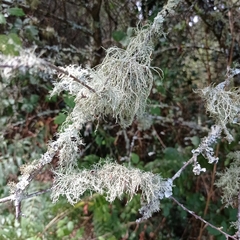 Ramalina farinacea